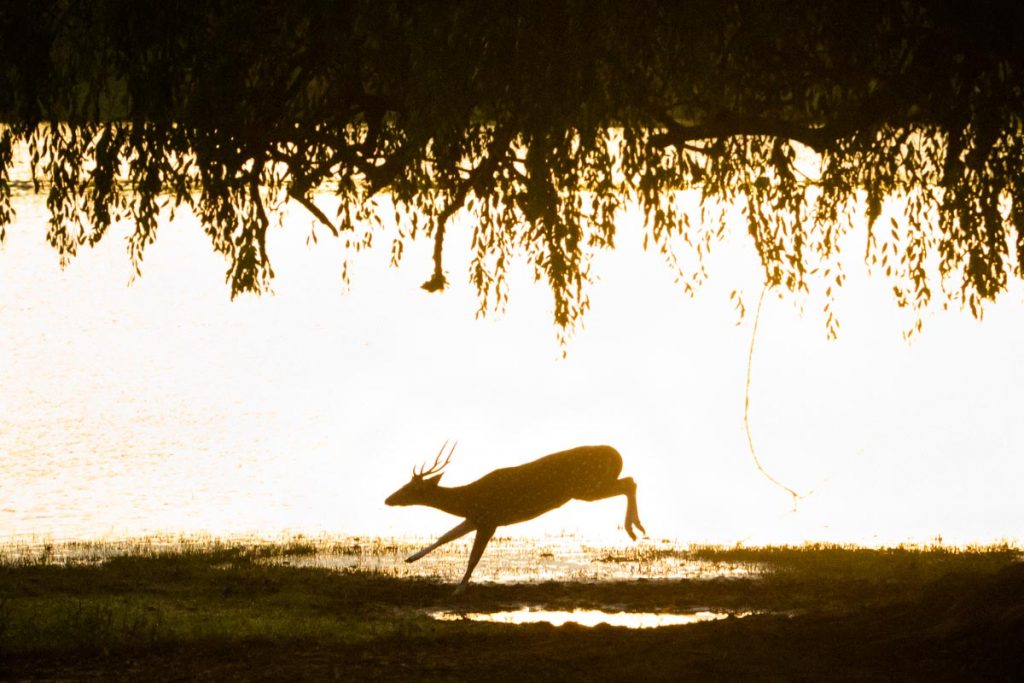 An Axis Deer runs beside a lake as the sun rises in the Yala National Park in Sri Lanka