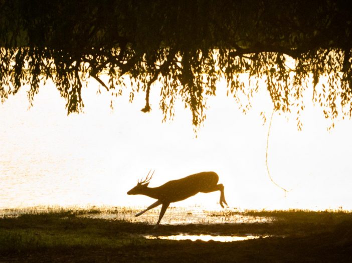 An Axis Deer runs beside a lake as the sun rises in the Yala National Park in Sri Lanka