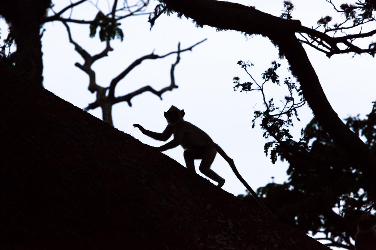 The silhouette of a gray langur monkey climbing a tree in the Yala National Park, Sri Lanka.