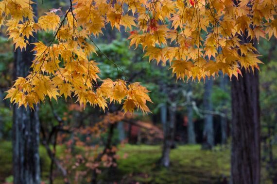 Saihō-ji is a Rinzai Zen Buddhist temple located in Matsuo, Nishikyō Ward, Kyoto, Japan. The temple, which is famed for its moss garden, is commonly referred to as "Koke-dera", meaning "moss temple". Saihō-ji is a Rinzai Zen Buddhist temple located in Matsuo, Nishikyō Ward, Kyoto, Japan. The temple, which is famed for its moss garden, is commonly referred to as "Koke-dera", meaning "moss temple".