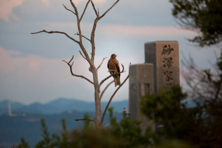 As the sun sets in Japan, a black kite (Milvus Migrans) rests in a tree at the Karo graveyard in Tottori Prefecture. As the sun sets in Japan, a black kite (Milvus Migrans) rests in a tree at the Karo graveyard in Tottori Prefecture.