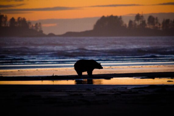 A black bear at sunset in Tofino, British Colombia, Canada. Black bears are North America's most familiar and common bears. A black bear at sunset in Tofino, British Colombia, Canada. Black bears are North America's most familiar and common bears.
