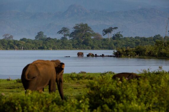 Early morning in the Yala National Park in Sri Lanka. Early morning in the Yala National Park in Sri Lanka.