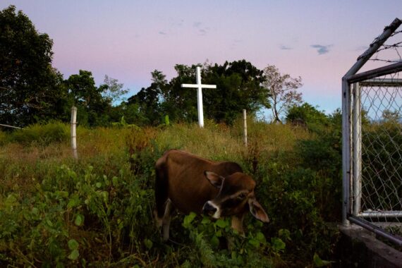 A cow grazes on grass and weeds on Apo Island in the Philippines. A cow grazes on grass and weeds on Apo Island in the Philippines.