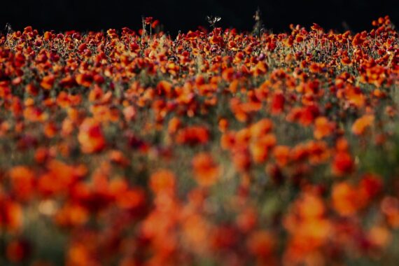 A field of red poppies bathed in the light of the late evening sun in East Sussex, England. A field of red poppies bathed in the light of the late evening sun in East Sussex, England.