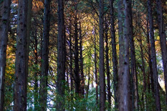 Korankei “Momiji” Maple Festival, Toyota City, Aichi Prefecture, Japan. Korankei “Momiji” Maple Festival, Toyota City, Aichi Prefecture, Japan.