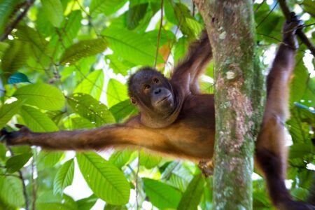 A Bornean orangutan swings through the trees at the Sepilok Orangutan Rehabilitation Centre in the Malaysian Sabah District of Northern Borneo. The Sepilok Orangutan Rehabilitation Centre was founded in 1964 to care for and rehabilitate orphaned orangutans. The Bornean orangutan (Pongo pygmaeus) is a species of orangutan native to the island of Borneo. Together with the Sumatran orangutan and Tapanuli orangutan, it belongs to the only genus of great apes native to Asia. The Bornean orangutan is an endangered species that lives approximately 35 to 45 years in the wild. A Bornean orangutan swings through the trees at the Sepilok Orangutan Rehabilitation Centre in the Malaysian Sabah District of Northern Borneo
