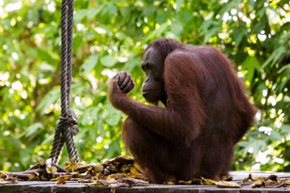 Feeding time at the Sepilok Orangutan Rehabilitation Centre in the Malaysian Sabah District of Northern Borneo. The Sepilok Orangutan Rehabilitation Centre was founded in 1964 to care for and rehabilitate orphaned orangutans. Feeding time at the Sepilok Orangutan Rehabilitation Centre in the Malaysian Sabah District of Northern Borneo