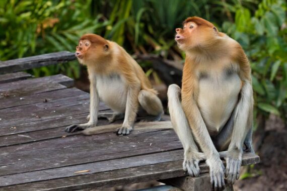 Young female proboscis monkeys vocalising at the Labuk Bay Proboscis Monkey Sanctuary in Malaysian Borneo. Endemic to the island of Borneo in Southeast Asia, proboscis monkeys (Nasalis larvatus) are threatened by the destruction of their habitat of mangrove forests and lowland forests. Young female proboscis monkeys vocalising at the Labuk Bay Proboscis Monkey Sanctuary in Malaysian Borneo