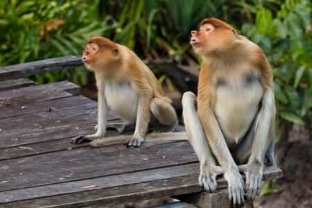 Young female proboscis monkeys vocalising at the Labuk Bay Proboscis Monkey Sanctuary in Malaysian Borneo. Endemic to the island of Borneo in Southeast Asia, proboscis monkeys (Nasalis larvatus) are threatened by the destruction of their habitat of mangrove forests and lowland forests. Young female proboscis monkeys vocalising at the Labuk Bay Proboscis Monkey Sanctuary in Malaysian Borneo