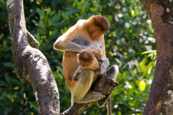Grooming time at the Labuk Bay Proboscis Monkey Sanctuary in Malaysian Borneo. The proboscis monkey (Nasalis larvatus) is only found on the island of Borneo in Southeast Asia, where it lives almost exclusively in mangrove forests, but can also be found in lowland rainforests. The proboscis monkey is threatened by the ongoing destruction of its habitat. Grooming time at the Labuk Bay Proboscis Monkey Sanctuary in Malaysian Borneo