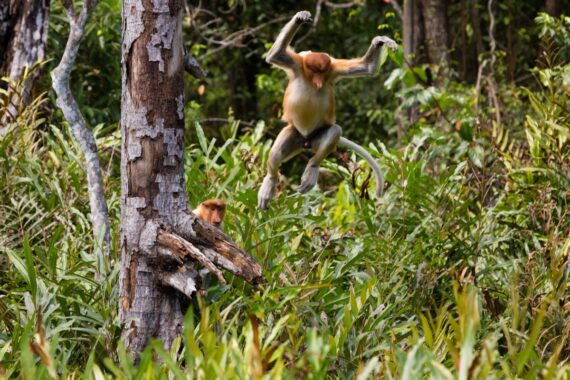 Proboscis monkeys make their way towards the feeding station at the Labuk Bay Proboscis Monkey Sanctuary in Malaysian Borneo. The proboscis monkey, or long-nosed monkey, is a reddish-brown arboreal Old World monkey with an unusually large nose. It is endemic to the southeast Asian island of Borneo. Due to the continued destruction of its habitat, the population of the proboscis monkey is on the decline and the species has been listed as endangered since 2000. Proboscis monkeys make their way towards the feeding station at the Labuk Bay Proboscis Monkey Sanctuary in Malaysian Borneo