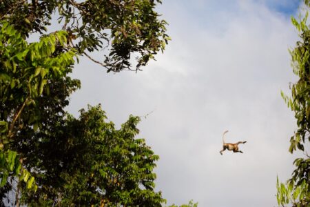 High in the tree canopy along the banks of the Kinabatangan River in Borneo, a wild juvenile proboscis monkey leaps from one tree to another. The proboscis monkey is endemic to the southeast Asian island of Borneo. According to the IUCN Red List of Threatened Species, proboscis monkeys are limited to scattered and inconsistently distributed populations throughout their native range. The species has been listed as endangered since 2000. High in the tree canopy along the banks of the Kinabatangan River in Borneo, a wild juvenile proboscis monkey leaps from one tree to another