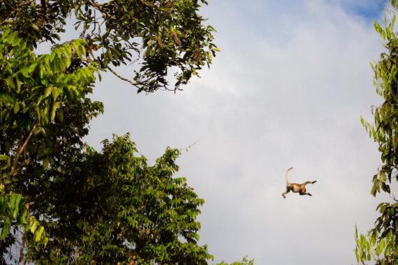 High in the tree canopy along the banks of the Kinabatangan River in Borneo, a wild juvenile proboscis monkey leaps from one tree to another. The proboscis monkey is endemic to the southeast Asian island of Borneo. According to the IUCN Red List of Threatened Species, proboscis monkeys are limited to scattered and inconsistently distributed populations throughout their native range. The species has been listed as endangered since 2000. High in the tree canopy along the banks of the Kinabatangan River in Borneo, a wild juvenile proboscis monkey leaps from one tree to another