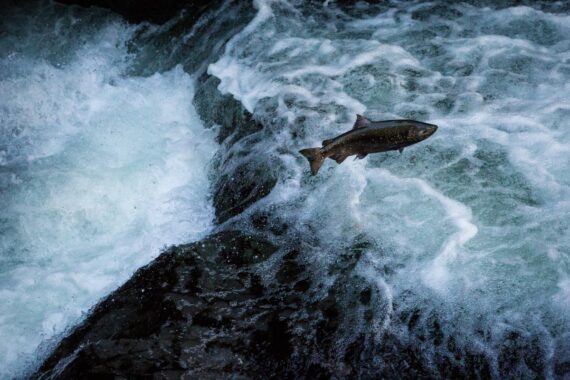 Salmon make their way upstream near Tofino in British Colombia, Canada. Salmon make their way upstream near Tofino in British Colombia, Canada.