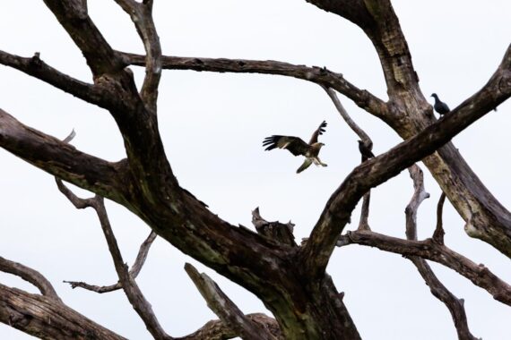 Black kite (Milvus migrans) in the Yala National Park in Sri Lanka. Black kite (Milvus migrans) in the Yala National Park in Sri Lanka.