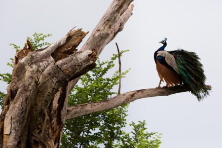 A peacock stands on the branch of a dead tree in the Yala National Park in Sri Lanka. The peacock, largest of the pheasants, is native to Sri Lanka and India. A peacock stands on the branch of a dead tree in the Yala National Park in Sri Lanka