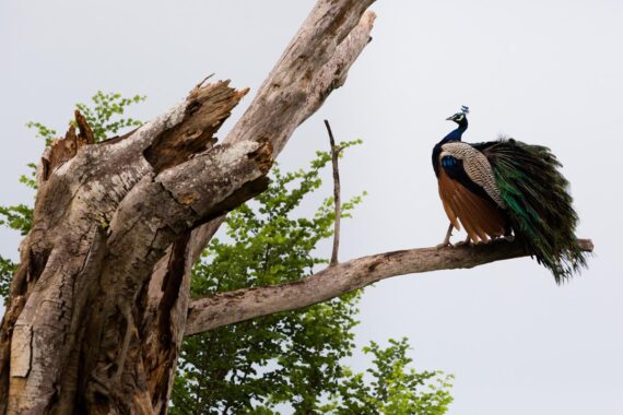 A peacock stands on the branch of a dead tree in the Yala National Park in Sri Lanka. The peacock, largest of the pheasants, is native to Sri Lanka and India. A peacock stands on the branch of a dead tree in the Yala National Park in Sri Lanka