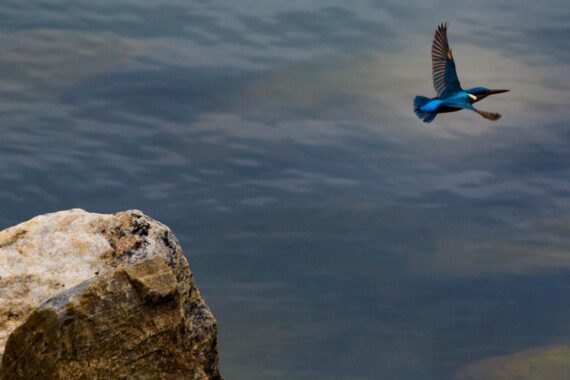 Blue eared kingfisher in the Yala National Park in Sri Lanka. Blue eared kingfisher in the Yala National Park in Sri Lanka.