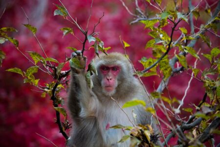 Against a backdrop of vibrant autumnal colour on Mount Arashiyama in Kyoto Prefecture, a Japanese macaque rests in a tree. Mount Iwatayama is inhabited by a troop of over 170 Japanese macaque monkeys. Against a backdrop of vibrant autumnal colour on Mount Arashiyama in Kyoto Prefecture, a Japanese macaque rests in a tree. Wildlife Photography by Thaddeus Pope.