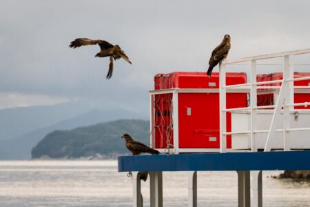 Three black kites near Ine in northern Kyoto Prefecture, Japan. Known for its wooden fishing houses called "Funaya", Ine has a long and rich history as a fishing village and is regarded as one of the most beautiful villages in Japan. Ine has a large black kite population. Three black kites near Ine in northern Kyoto Prefecture, Japan