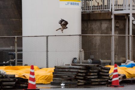 Dockside at Karo harbour in Tottori Prefecture, a single black kite takes flight in the rain. The black kite, or “tobi” as it is known in Japanese, is a common sight in the skies throughout Japan. The black kite is mainly found in Eurasia, Australasia and Oceania and is a year-round resident in Japan. It is thought to be the world’s most abundant bird of prey. Dockside at Karo harbour in Tottori Prefecture, a single black kite takes flight in the rain