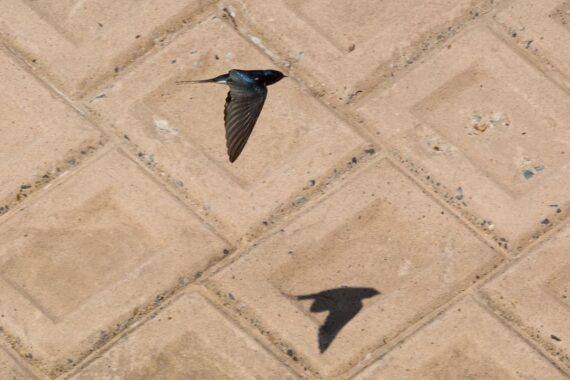 A barn swallow (Hirundo rustica) patrols an estuary at Higashihama in Tottori Prefecture, Japan. Following their winter stay in Southeast Asia, including Indonesia and Micronesia, barn swallows come to Japan in April, where they spend a summer and raise chicks. Barn swallows breed all over Japan during the summer, constructing bowl-shaped nests from mud mixed with saliva and grass, often in caves and under the eaves of barns and houses. The barn swallow is the most widespread species of swallow in the world. A barn swallow (Hirundo rustica) patrols an estuary at Higashihama in Tottori Prefecture, Japan