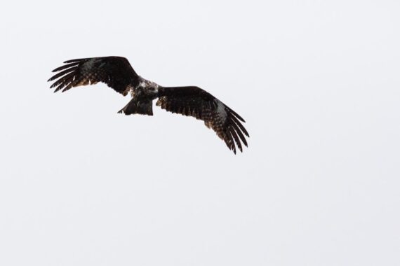 A single black kite patrols the skies near the fish market at Karo harbour in Tottori prefecture, Japan. Known as “tobi” in Japanese, the black kite is a common sight in the skies throughout Japan and is thought to be the world’s most abundant bird of prey. A single black kite patrols the skies near the fish market at Karo harbour in Tottori prefecture, Japan