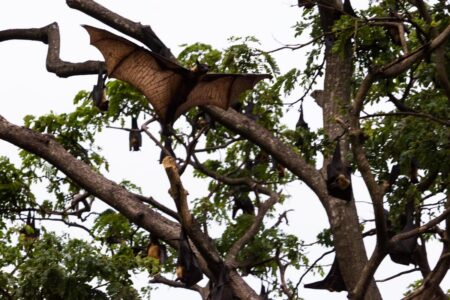 As the sun sets in Sri Lanka an Indian flying fox (Pteropus giganteus) glides through the canopy in the Yala Nature Reserve. Also known as the greater Indian fruit bat, the Indian flying fox is a species of flying fox in the family Pteropodidae. It is nocturnal and feeds mainly on ripe fruits, such as mangoes and bananas, and nectar. An Indian flying fox glides through the canopy in the Yala Nature Reserve