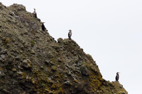 Japanese cormorants perch themselves on a rocky outcrop on the shoreline of the Shiretoko Peninsula. Located on the easternmost portion of the Japanese island of Hokkaido, the Shiretoko Peninsula protrudes into the Sea of Okhotsk and is officially designated and registered as a UNESCO World Natural Heritage Site. Shiretoko is one of the richest integrated ecosystems in the world encompassing both terrestrial and marine areas. Japanese cormorants perch themselves on a rocky outcrop on the shoreline of the Shiretoko Peninsula