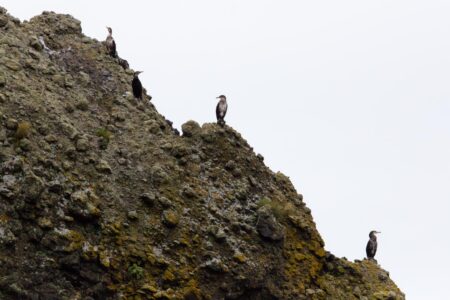 Japanese cormorants perch themselves on a rocky outcrop on the shoreline of the Shiretoko Peninsula. Located on the easternmost portion of the Japanese island of Hokkaido, the Shiretoko Peninsula protrudes into the Sea of Okhotsk and is officially designated and registered as a UNESCO World Natural Heritage Site. Shiretoko is one of the richest integrated ecosystems in the world encompassing both terrestrial and marine areas. Japanese cormorants perch themselves on a rocky outcrop on the shoreline of the Shiretoko Peninsula