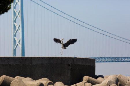 Against the backdrop of the Akashi Kaikyo Bridge, a grey heron spreads its wings wide before landing on a concrete jetty on Awaji Island in Hyogo Prefecture, Japan. With the longest central span of any suspension bridge in the world, the Akashi Kaikyo Bridge links the Japanese mainland of Honshu to Iwaya on Awaji Island. Against the backdrop of the Akashi Kaikyo Bridge, a grey heron spreads its wings wide before landing on a concrete jetty on Awaji Island in Hyogo Prefecture, Japan