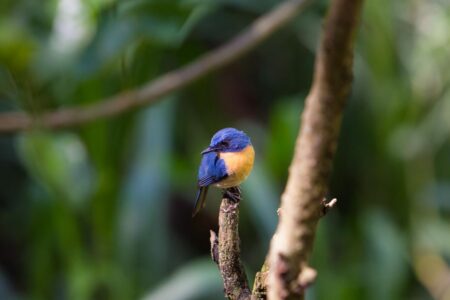 Tickell's blue flycatcher (Cyornis tickelliae) near the Yala National Park in Sri Lanka. Tickell's blue flycatcher is a small perching bird in the flycatcher family. It is an insectivorous species which breeds in tropical Asia, from the Indian Subcontinent eastwards to Bangladesh and western Myanmar. They are found in dense scrub to forest habitats. The name commemorates the British ornithologist Samuel Tickell who collected in India and Burma. Tickell's blue flycatcher (Cyornis tickelliae) near the Yala National Park in Sri Lanka