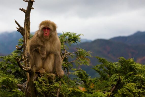 A Japanese macaque rests in a tree at the summit of Mount Arashiyama in Kyoto Prefecture, Japan. Inhabited by a troop of over 170 Japanese macaque monkeys, Mount Iwatayama has become a popular tourist destination. A Japanese macaque rests in a tree at the summit of Mount Arashiyama in Kyoto Prefecture, Japan