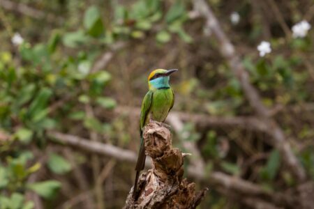 A green bee-eater perches on a branch in the Yala National Park, Sri Lanka. The green bee-eater is a common bird with a beautiful plumage that lives in parts of Asia and Africa. A green bee-eater perches on a branch in the Yala National Park, Sri Lanka