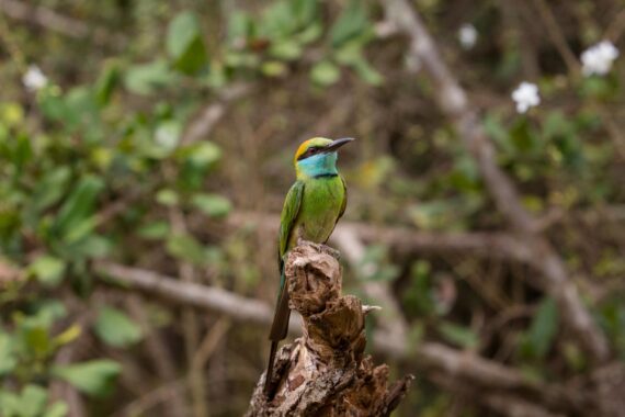 A green bee-eater perches on a branch in the Yala National Park, Sri Lanka. The green bee-eater is a common bird with a beautiful plumage that lives in parts of Asia and Africa. A green bee-eater perches on a branch in the Yala National Park, Sri Lanka