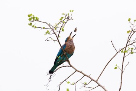 An Indian roller (Coracias benghalensis) tosses an insect in the air before swallowing it whole. The Indian roller is very common in the populated plains of India and associated with Hindu legends. It is said to be sacred to Vishnu, and used to be caught and released during festivals such as Dussera or the last day of Durga Puja. It is often seen perched along roadside trees and wires and are commonly seen in open grassland and scrub forest habitats. The largest population occurs in India, and several states in India have chosen it as their state bird. An Indian roller tosses an insect in the air before swallowing it whole