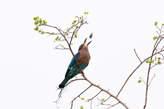 An Indian roller (Coracias benghalensis) tosses an insect in the air before swallowing it whole. The Indian roller is very common in the populated plains of India and associated with Hindu legends. It is said to be sacred to Vishnu, and used to be caught and released during festivals such as Dussera or the last day of Durga Puja. It is often seen perched along roadside trees and wires and are commonly seen in open grassland and scrub forest habitats. The largest population occurs in India, and several states in India have chosen it as their state bird. An Indian roller tosses an insect in the air before swallowing it whole