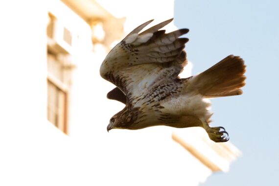 In the early morning, as the first commuters begin making their way to work, a wild adolescent red-tailed hawk takes flight against the backdrop of the Rhode Island State House in Providence, Rhode Island, USA. A wild adolescent red-tailed hawk takes flight against the backdrop of the Rhode Island State House in Providence, Rhode Island, USA