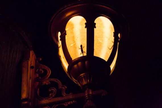 Geckos hunt for insects attracted to the light from a streetlamp, Kinabatangan, Borneo. Geckos hunt for insects attracted to the light from a streetlamp, Kinabatangan, Borneo