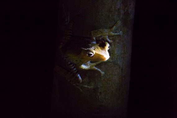 A file-eared tree frog (Polypedates otilophus), also known as the Borneo eared frog, or bony-headed flying frog, is a species of frog in the family Rhacophoridae. It is endemic to the island of Borneo where it is widespread and found in Brunei, Indonesia, and Malaysia, typically in the lowlands but sometimes as high as 1,100 m (3,600 ft) above sea level. This is a larger treefrog species which can be seen in breeding groups above stagnant pools of water where they build foam nests. A file-eared tree frog, Borneo