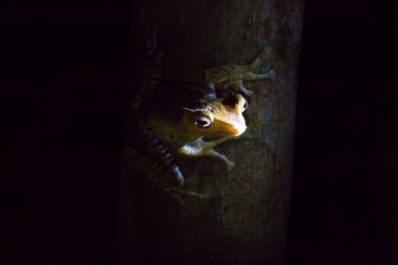 A file-eared tree frog (Polypedates otilophus), also known as the Borneo eared frog, or bony-headed flying frog, is a species of frog in the family Rhacophoridae. It is endemic to the island of Borneo where it is widespread and found in Brunei, Indonesia, and Malaysia, typically in the lowlands but sometimes as high as 1,100 m (3,600 ft) above sea level. This is a larger treefrog species which can be seen in breeding groups above stagnant pools of water where they build foam nests. A file-eared tree frog, Borneo