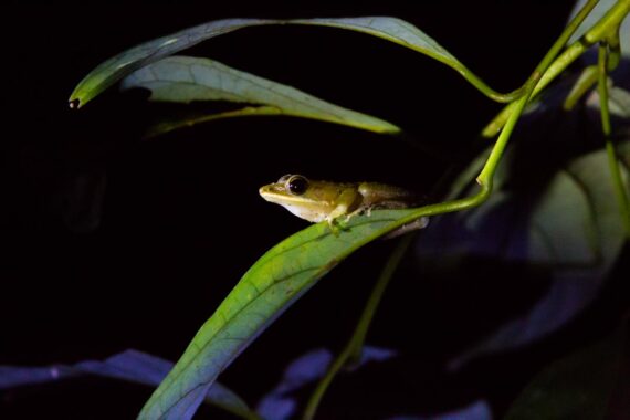 Tree frog after a rainstorm on the Kinabatangan River in Malaysian Borneo. Tree frog after a rainstorm on the Kinabatangan River in Malaysian Borneo