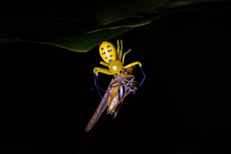 An eight-spotted crab spider (Platythomisus octomaculatus) catches a large cricket near the Kinabatangan River in Borneo. Approximately three inches in length, the eight-spotted crab spider is a rare crab spider from Borneo. Crab spiders do not use a web to snare prey. Instead they typically sit in flowers and wait for pollinators. An eight-spotted crab spider (Platythomisus octomaculatus) catches a large cricket near the Kinabatangan River in Borneo
