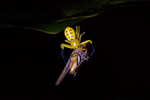 An eight-spotted crab spider (Platythomisus octomaculatus) catches a large cricket near the Kinabatangan River in Borneo. Approximately three inches in length, the eight-spotted crab spider is a rare crab spider from Borneo. Crab spiders do not use a web to snare prey. Instead they typically sit in flowers and wait for pollinators. An eight-spotted crab spider (Platythomisus octomaculatus) catches a large cricket near the Kinabatangan River in Borneo