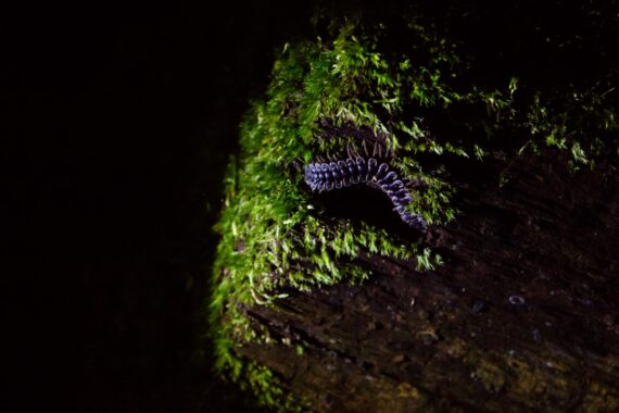 A colourful tractor millipede (Polydesmida) crawls across a tree stump in Sabah, Borneo, Malaysia. A colourful tractor millipede (Polydesmida) crawls across a tree stump in Sabah, Borneo, Malaysia