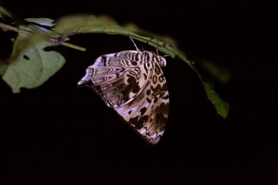 A large butterfly clings to the underside of a leaf in Sabah, Borneo, Malaysia. A large butterfly clings to the underside of a leaf in Sabah, Borneo, Malaysia