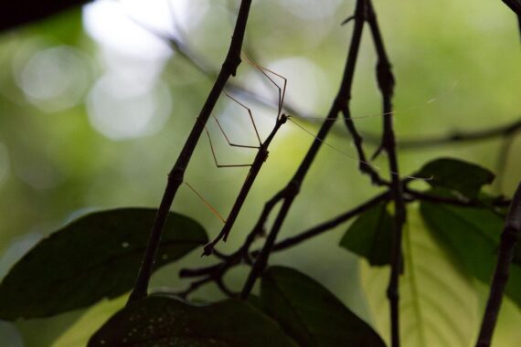 Stick insect (phasmid) in Sabah, Borneo, Malaysia. There are approximately 373 known species or subspecies of phasmid in Borneo. However, this number changes each year as new species are discovered. Stick insect (phasmid) in Sabah, Borneo, Malaysia