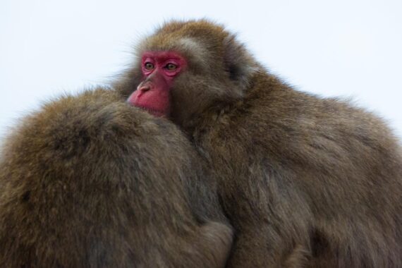 On a frigid winter's day on Mount Arashiyama in Kyoto, Japanese macaques huddle together for warmth. On a frigid winter's day on Mount Arashiyama in Kyoto, Japanese macaques huddle together for warmth.