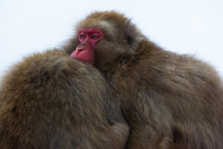 On a frigid winter's day on Mount Arashiyama in Kyoto, Japanese macaques huddle together for warmth. On a frigid winter's day on Mount Arashiyama in Kyoto, Japanese macaques huddle together for warmth.